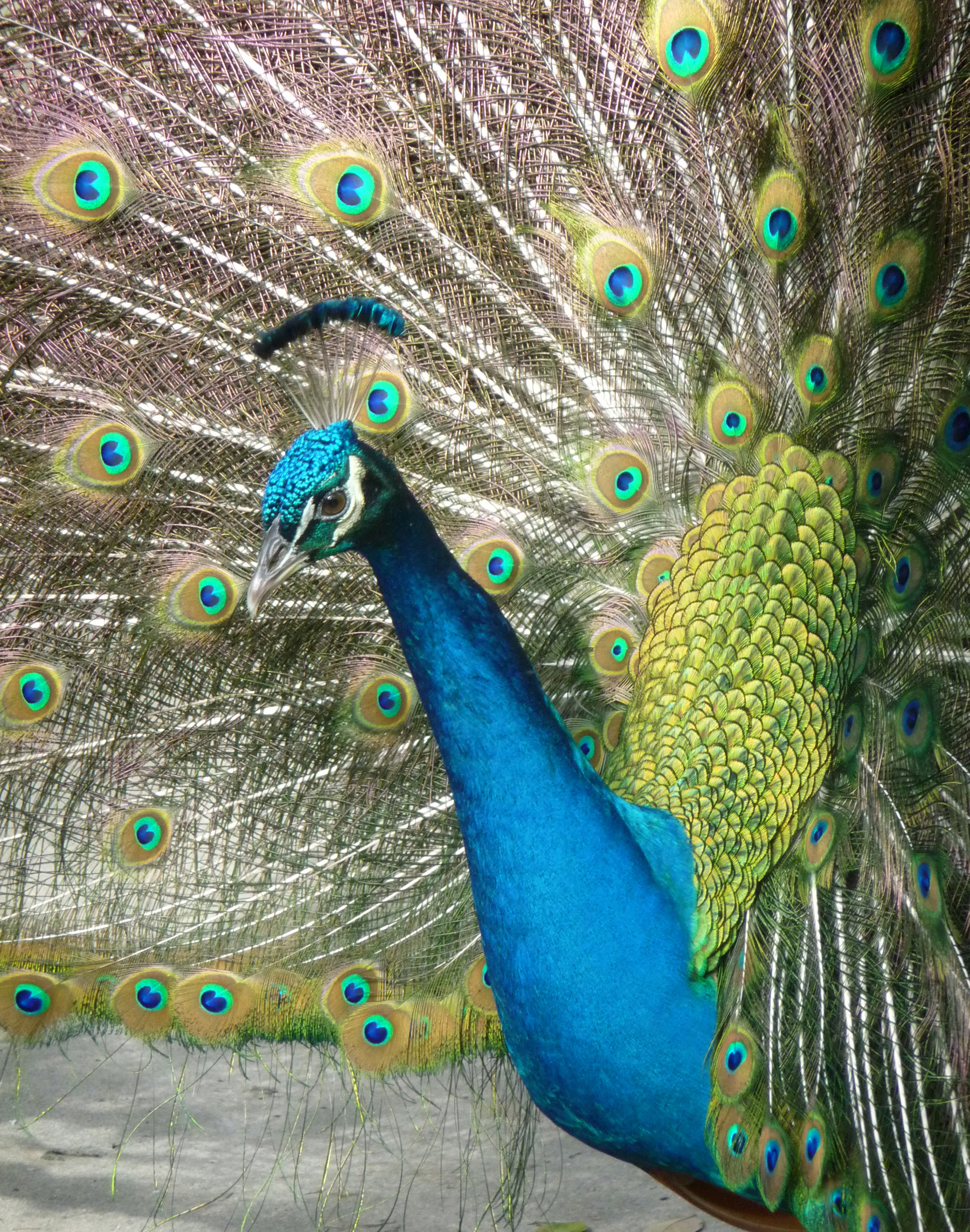 Pretty Peacock Pretty Peacock