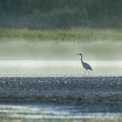 'Solitude' - Great Blue Heron