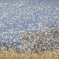 'Scatter' - Sandhill Cranes