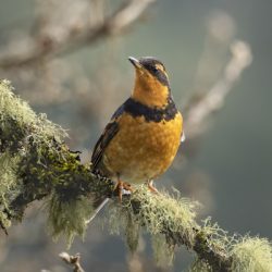 'Serene Spring Morning' - Varied Thrush