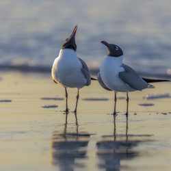 'You Talk, I'll Listen' - Franklin's Gulls