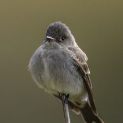 'Balanced' - Western Wood Peewee