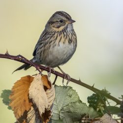 Lincoln's Sparrow