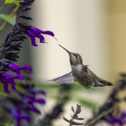 Anna's Hummingbird