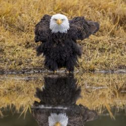 'Showdown' - Bald Eagle