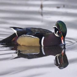 'Touching One's Reflection' - Male Wood Duck