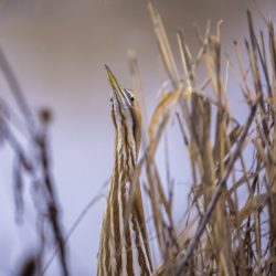 'Blend' - American Bittern
