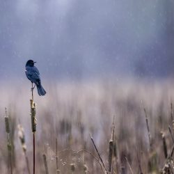 'Winter Rain' - Red winged Blackbird