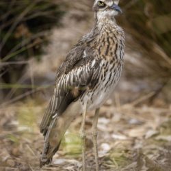 'Stink Eye' -Bush Stone-Curlew