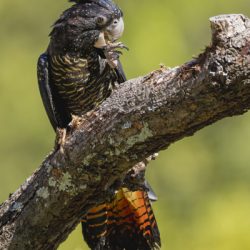 Red-tailed Black Cockatoo
