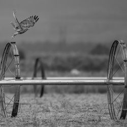 'Taking Flight' - Red Tailed Hawk