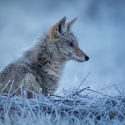 'Icy Morning' - Coyote