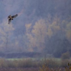 'Dive' - Female Northern Harrier