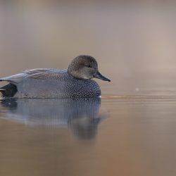 'Glide' - Male Gadwall