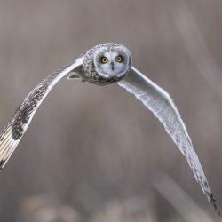 'Staring Contest' - Short eared Owl