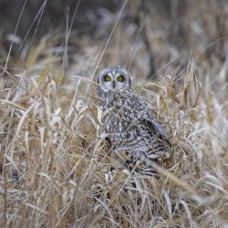 'Who's There?' - Short-eared Owl