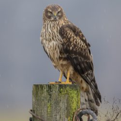 'Stump and Harrier' - Female Northern Harrier