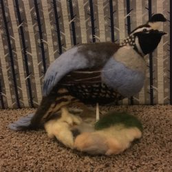 Needle felted California Quail